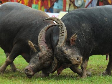 Бои буйволов во Вьетнаме