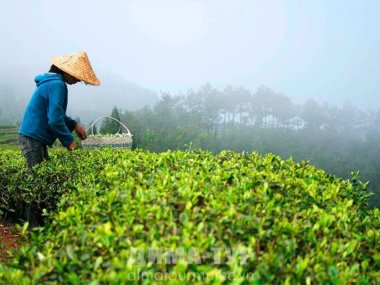 Чай из Вьетнама