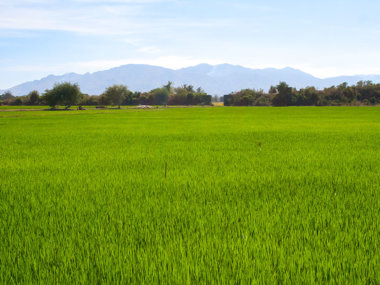 Рисовые поля по дороге в Далат