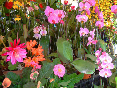 Сад цветов в Далате