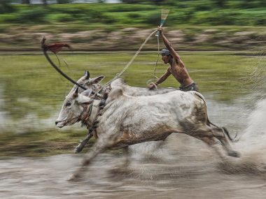Гонки на быках во Вьетнаме