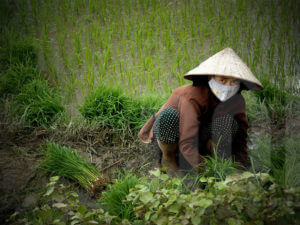 Как выращивают рис во Вьетнаме