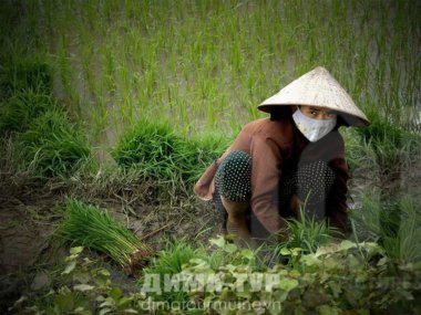Как выращивают рис во Вьетнаме