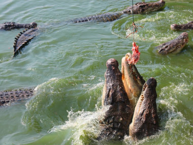 Крокодилы Вьетнам