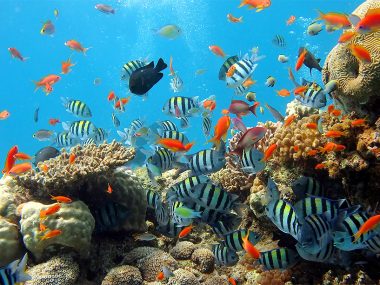 Восстановленные коралловые рифы и дайвинг вблизи Хойана